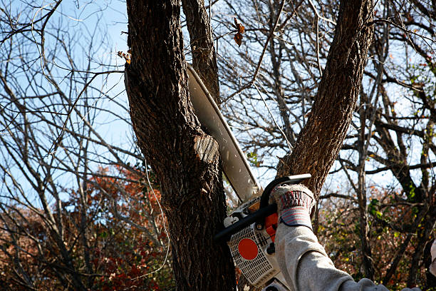 Professional Tree Care in Waimanalo, HI