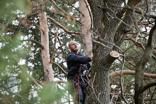 How Our Tree Care Process Works  in  Waimanalo, HI